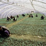 Workers in a Chinese greenhouse in Russia